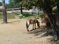 DSC_2910.JPG